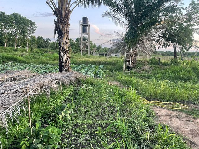 Okpè Olouwa garden